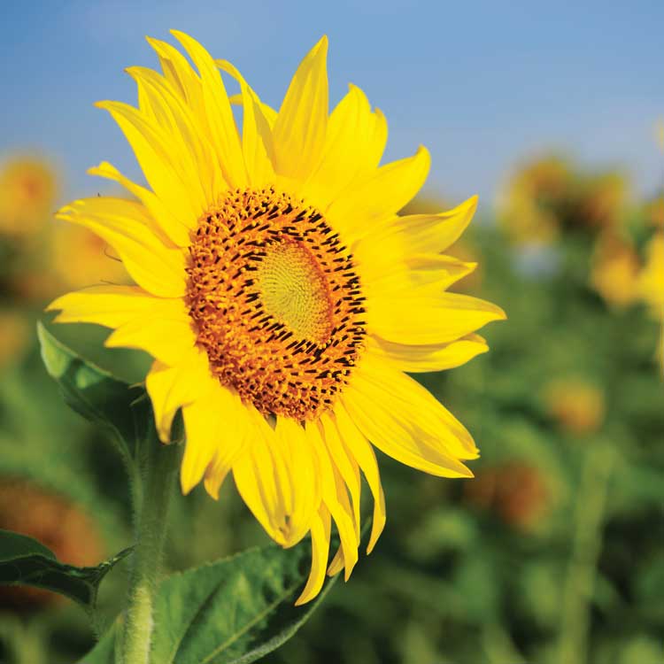 Does your unit host any summer projects or events that you’re looking forward to?